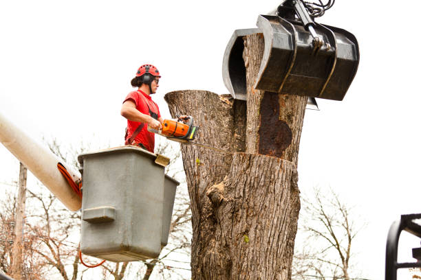 Best Tree Trimming and Pruning  in Leesburg, GA